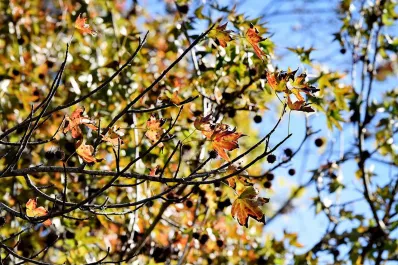 El tiempo en Tucumán: se vienen las nubes y anuncian probables lluvias para la noche