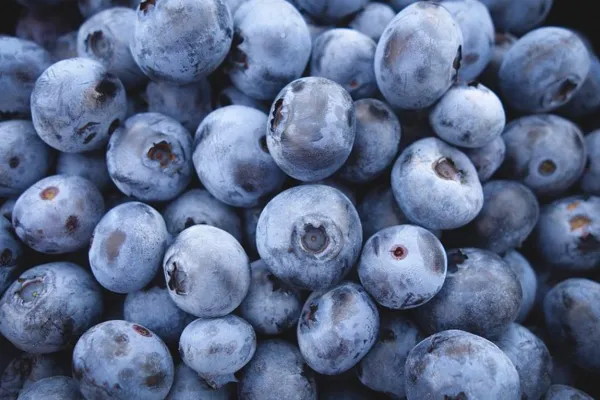 Aunque resulta poco rentable, el arándano se mantiene firme