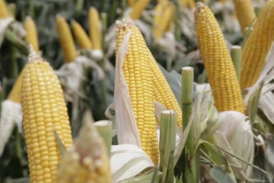Autoriza la comercialización de cinco eventos genéticamente modificados de maíz
