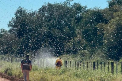 Senasa alerta que una manga de langostas avanza sobre el Chaco paraguayo, muy cerca del país