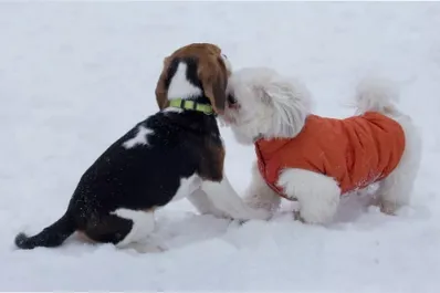 Aunque no lo parezca, esta popular raza de perro necesita abrigo en invierno