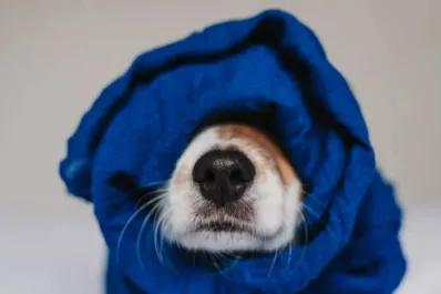 Pocos lo saben: cómo cuidar a tu perro en invierno para evitar que sufra el frío
