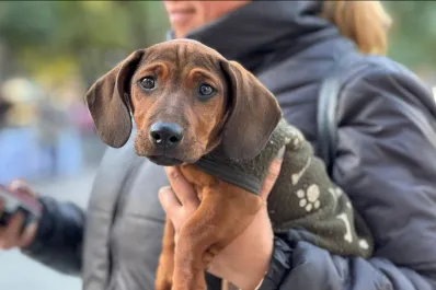 Harán castraciones gratuitas a perros y gatos en el Barrio Juan XXIII: cómo conseguir turno