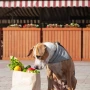 ¿Moda o conciencia?: el auge de las dietas veganas para perros y gatos