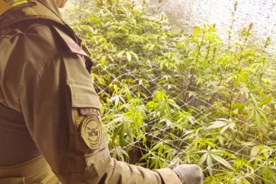 Gendarmería desmanteló plantaciones ilegales de marihuana