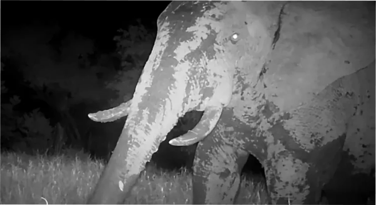 Elefante fantasma capturado en cámara en el Parque Nacional Niokolo-Koba en Senegal. Crédito: Panthera y la Dirección de Parques Nacionales de Senegal (DPN)/ Revista People 