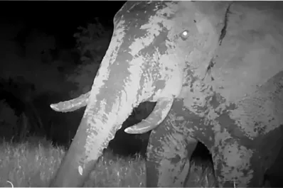 Una cámara capturó a un misterioso elefante fantasma en peligro de extinción