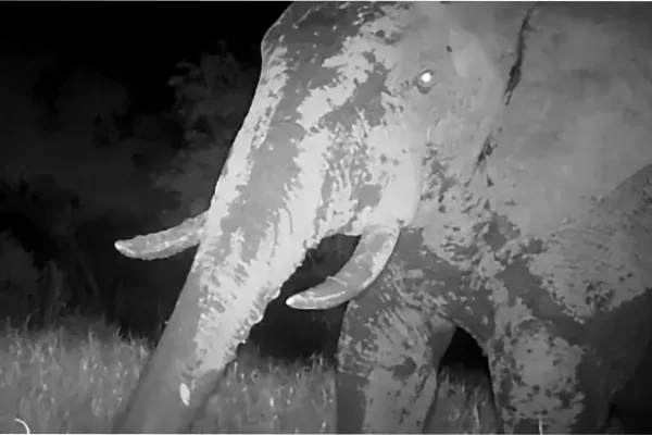 Una cámara capturó a un misterioso elefante fantasma en peligro de extinción