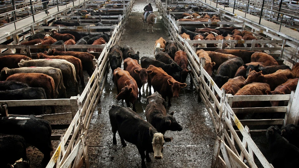 ALTERNATIVA. La nueva técnica se enfoca en el análisis de la tuberculosis bovina mediante el uso de anticuerpos.