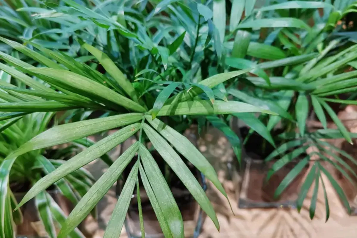 Tres plantas que purifican el aire de los interiores, según la NASA