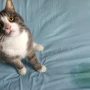 Cuál es la forma correcta de limpiar el pis de gato (y por qué no se debe usar lavandina)