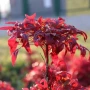Las plantas que cambian de color en invierno y necesitan poco mantenimiento