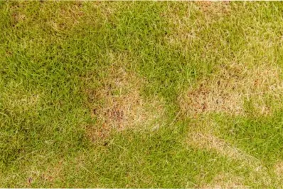 Recuperá el verde de tu pasto con este objeto que todos tienen en casa