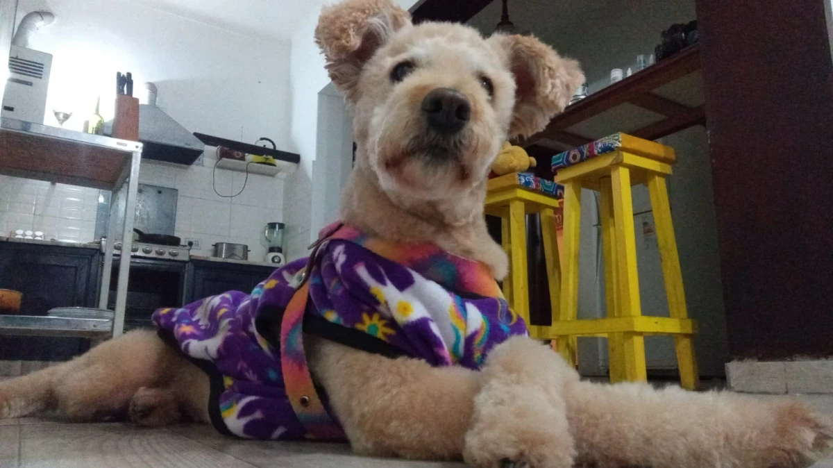 Claves para cuidar a tu perro o gato durante la ola de frío en Tucumán: los consejos de un veterinario