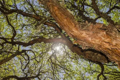 Día Internacional del Árbol: el rol crucial de los bosques andinos para el agua y el clima