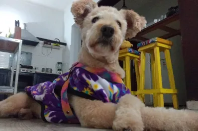 Claves para cuidar a tu perro o gato durante la ola de frío en Tucumán: los consejos de un veterinario