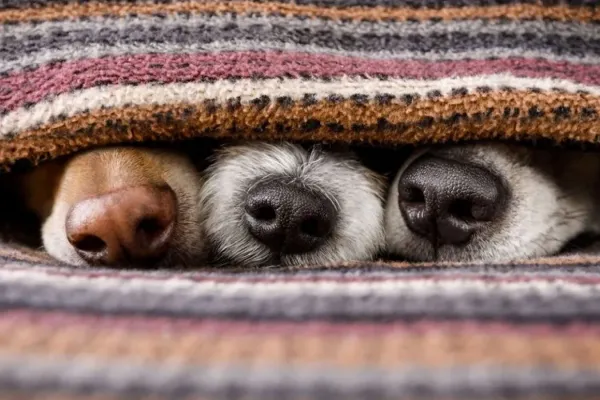 600x400_algunas-razas-perros-no-pueden-dormir-afuera-aunque-tengan-pelo-largo-1089486-104425.webp