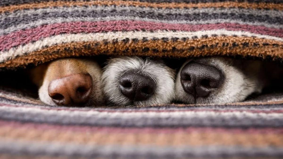 Por qué los perros de raza se enferman más que los mestizos, según la ciencia