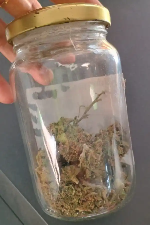 Los policías hallaron marihuana en la casa del concejal Leru.