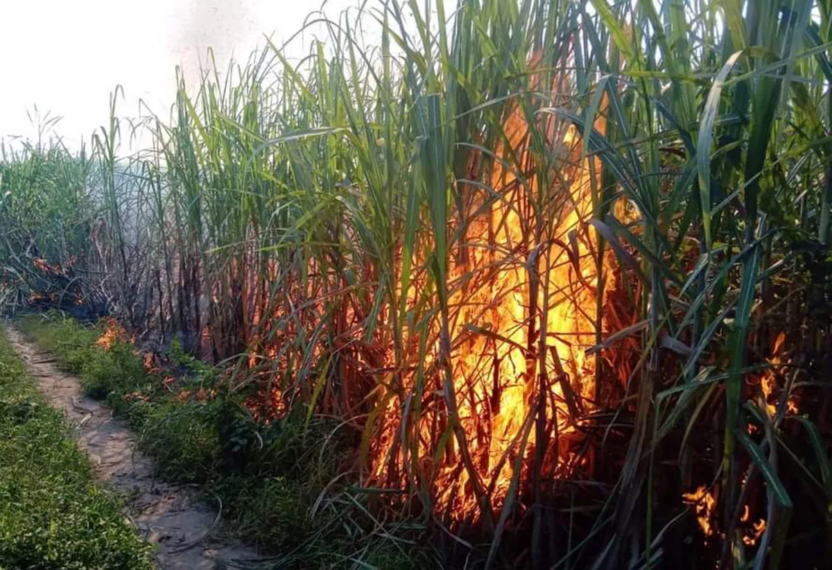 Quema de caña: la normativa y las certificaciones