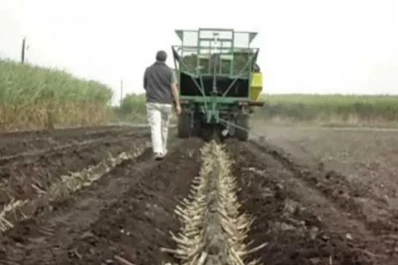 Nuevo enfoque de la plantación mecánica de caña de azúcar
