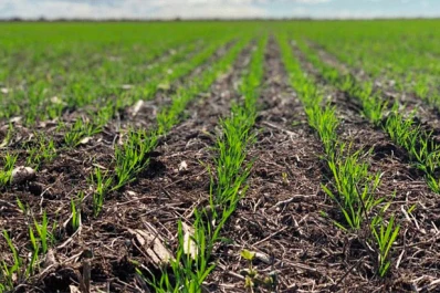 La incidencia de los cultivos de invierno