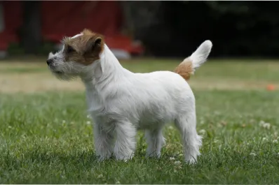 Las razas de perro que mejor deberíamos alejar de los adultos mayores