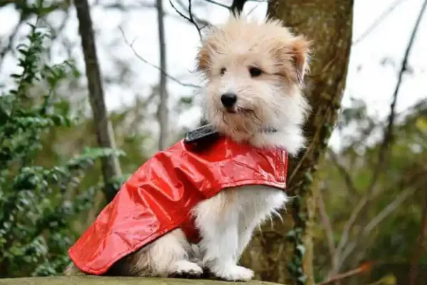 Mitos y verdades sobre cómo proteger a tu perro en los días fríos