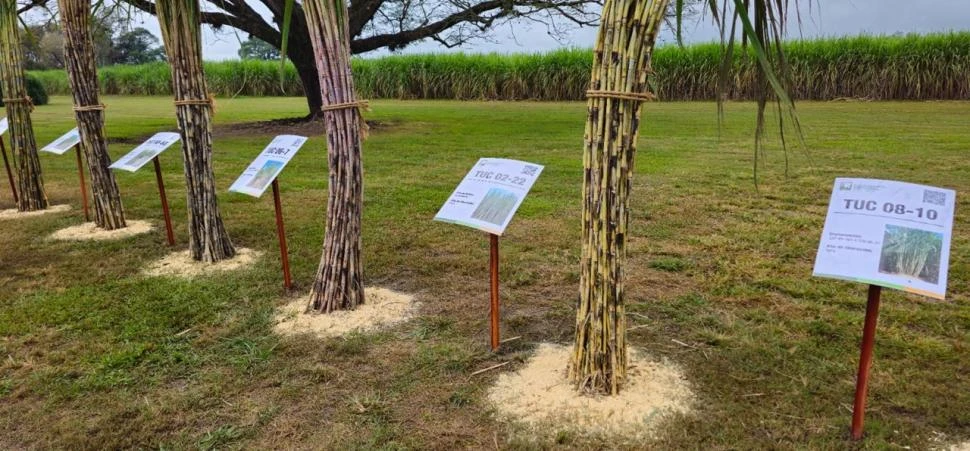 CAÑA DE AZÚCAR. Los resultados preliminares del estudio de la Eeaoc mostraron diferencias en la resistencia.