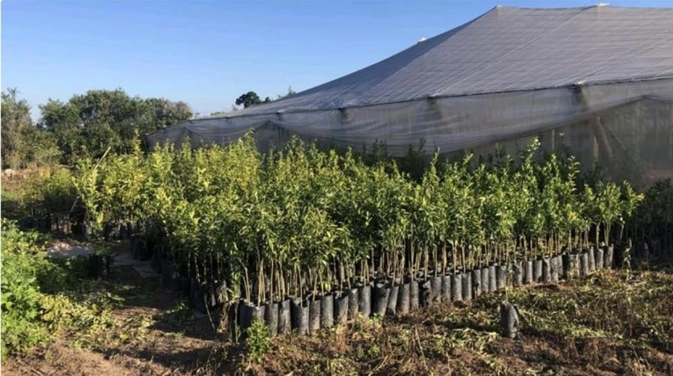 Prevención del HLB: destruyeron más de 2.000 plantas cítricas en Jujuy