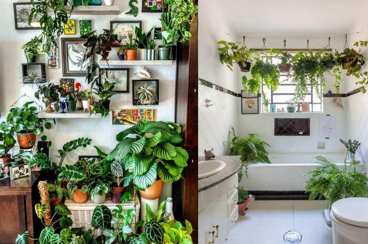 Qué dice la psicología de las personas que tienen muchas plantas en su casa