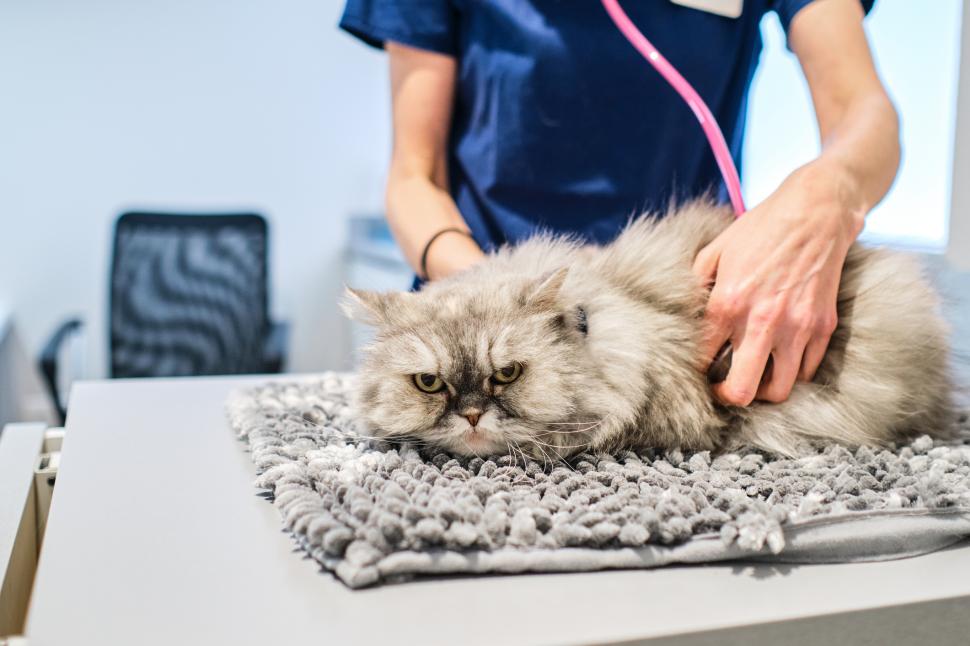 SENSIBLES. Las fotos de otros animales en las veterinarias alteran a los gatos.