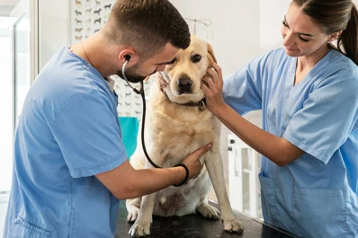 Cada vez más dueños de mascotas exigen soluciones médicas avanzadas