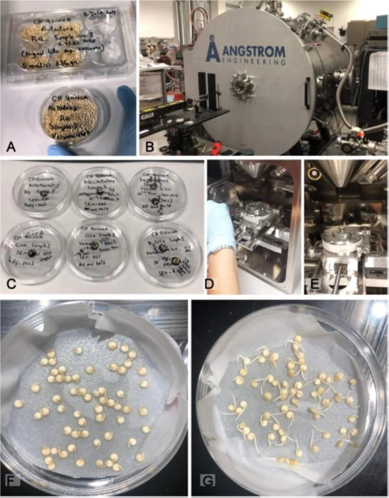 Quinoa en la Estación Espacial: ciencia para la Tierra y más allá