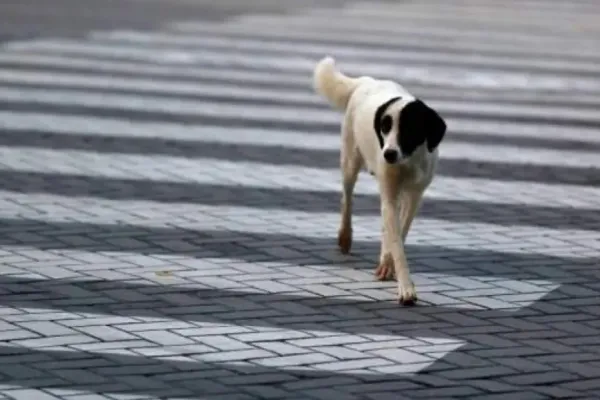 Alarma en las carreteras españolas: casi 1.900 perros mueren atropellados cada verano