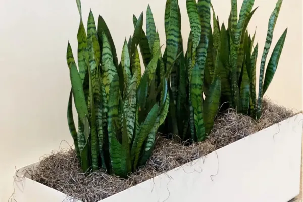 Espada de San Jorge: la planta que purifica tu hogar, avalada por la NASA