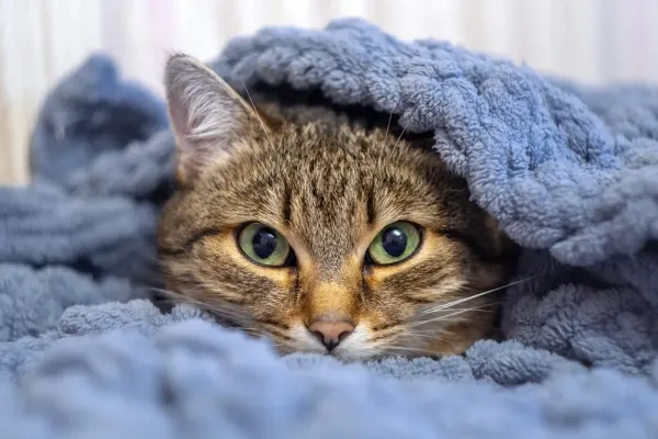 Mascotas en invierno: ¿es necesario abrigar a tu gato durante la ola de frío?