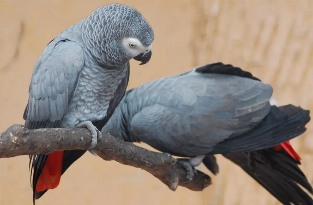 Cursing parrots: los separaron por insultar constantemente a los visitantes del zoológico