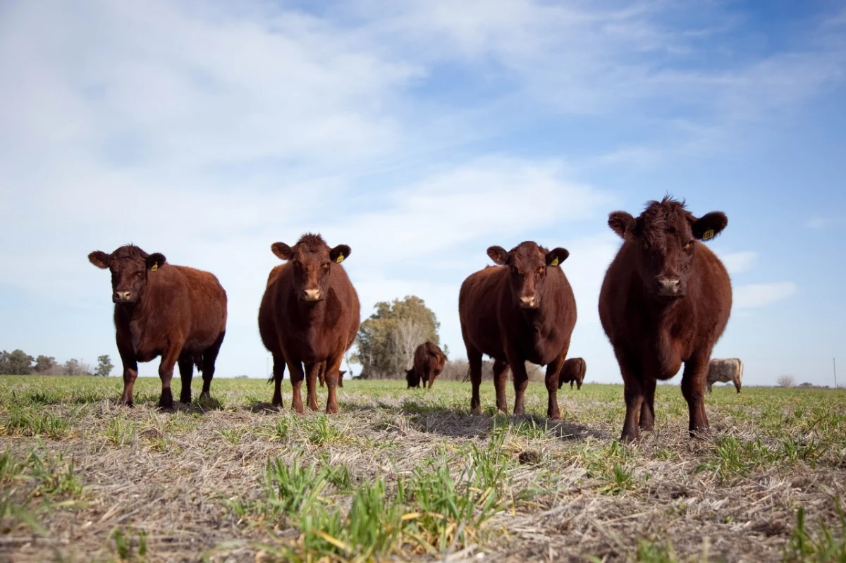 Vacunos. SECRETARÍA DE AGRICULTURA