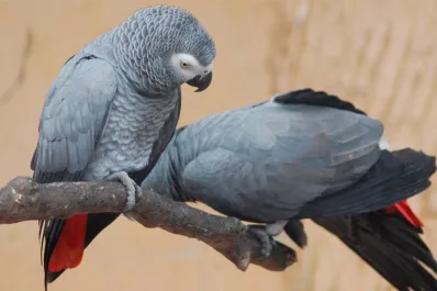 Cursing parrots: los separaron por insultar constantemente a los visitantes del zoológico