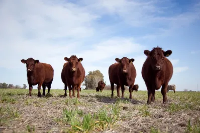 El gobierno de Javier Milei derogó 28 normas obsoletas de la cadena ganadera