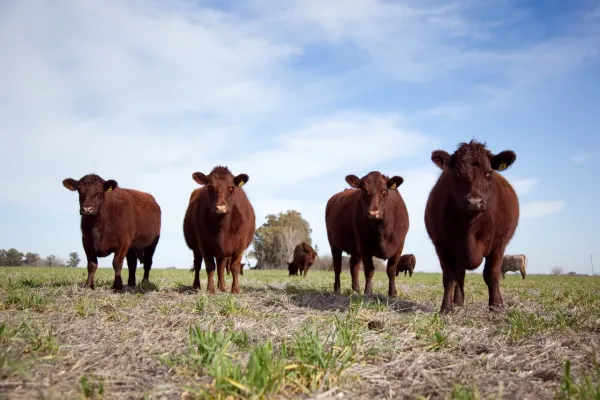 El gobierno de Javier Milei derogó 28 normas obsoletas de la cadena ganadera