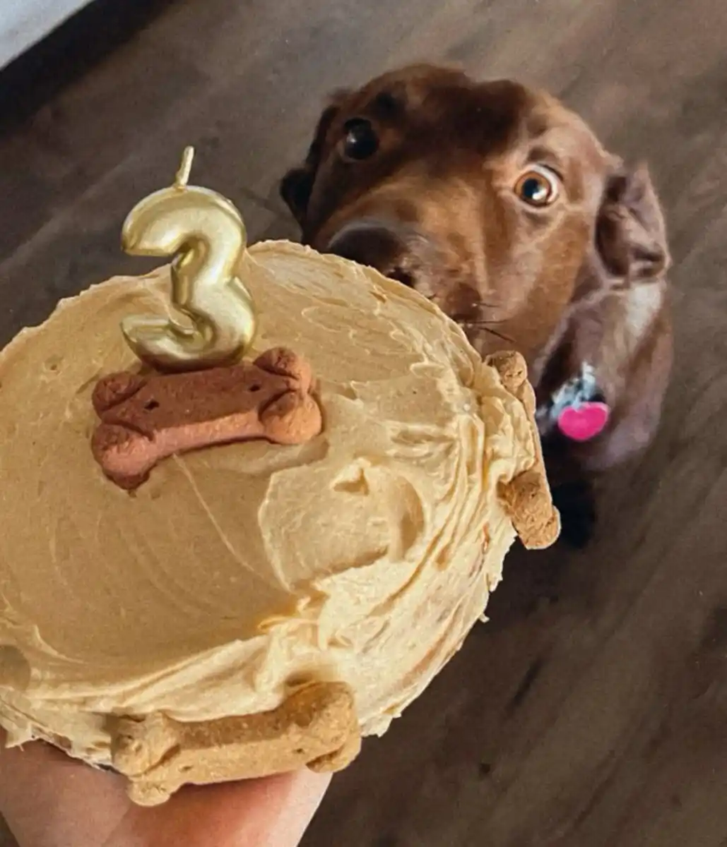 Mundo pet: amor incondicional y mercado millonario