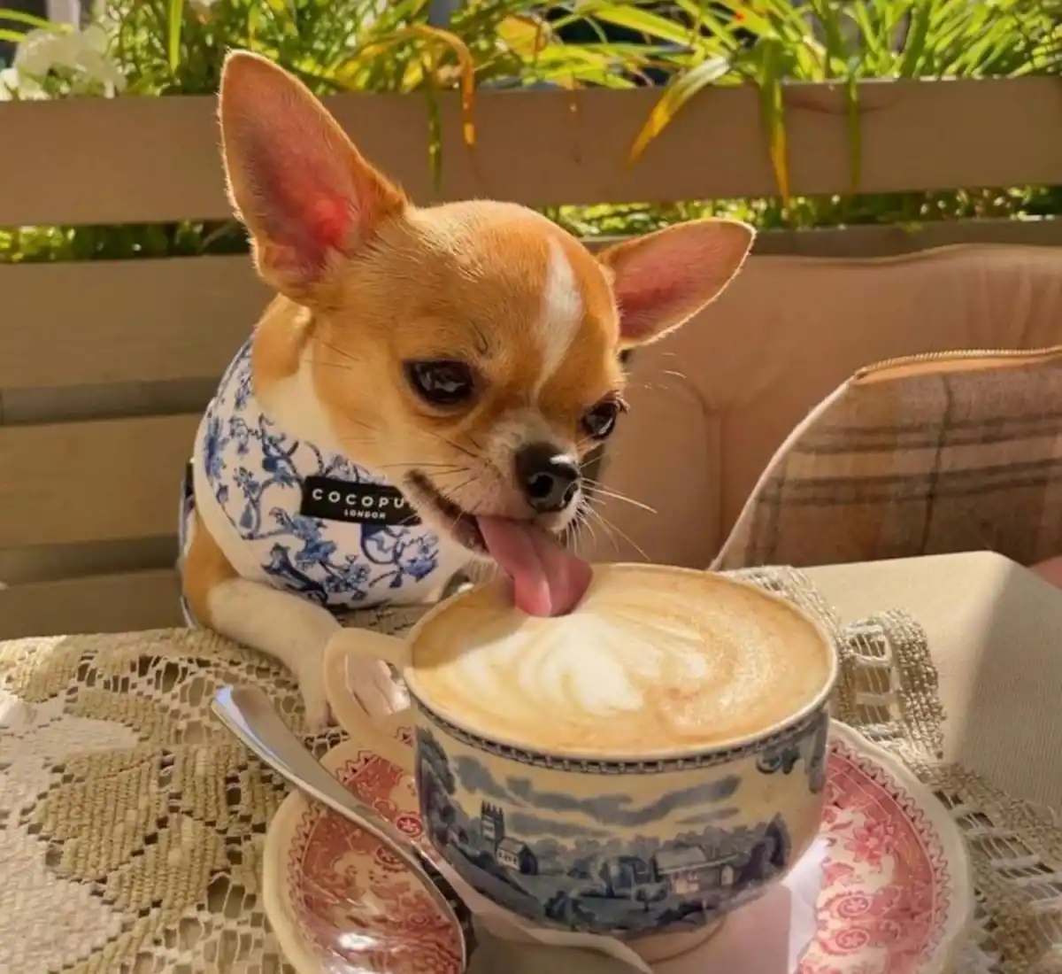 Mundo pet: amor incondicional y mercado millonario