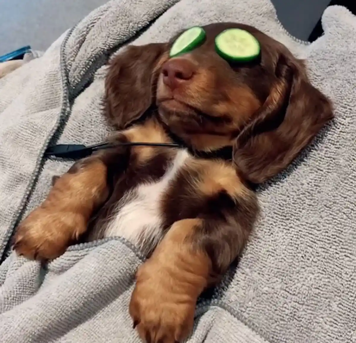 Mundo pet: amor incondicional y mercado millonario