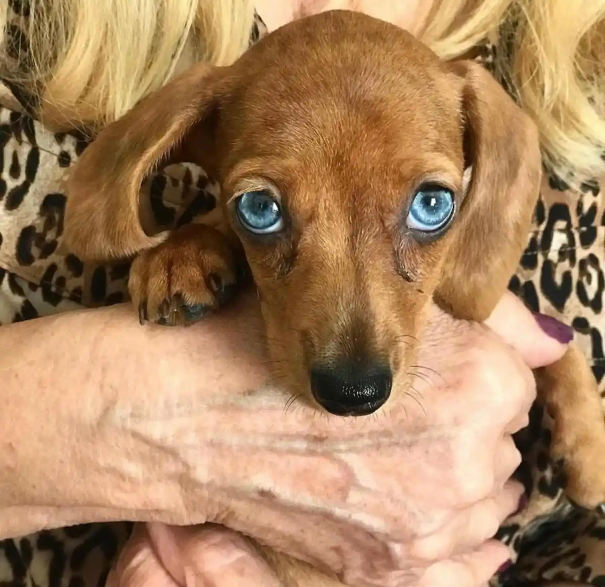 Mundo pet: amor incondicional y mercado millonario