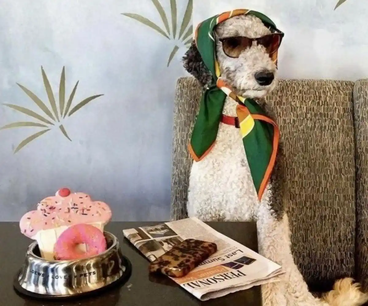 Mundo pet: amor incondicional y mercado millonario