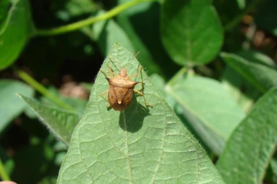 Soja: óptimos resultados en ensayos con  una enmienda biológica orgánica