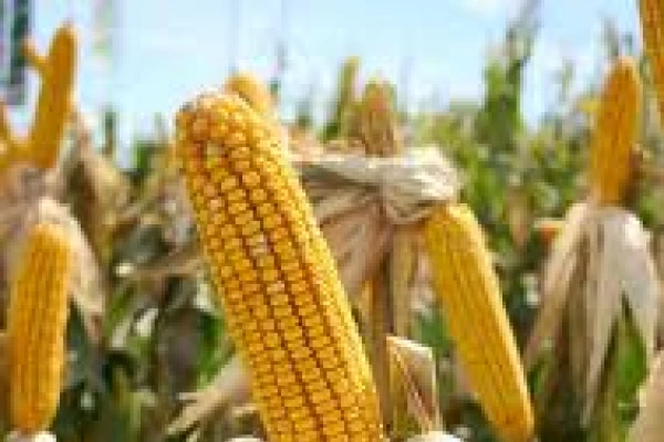 Maíz y soja: autorizan nuevos eventos genéticamente modificados
