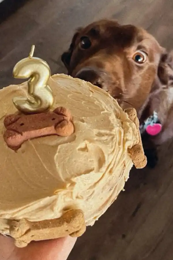 Mundo pet: amor incondicional y mercado millonario